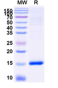 SDS-PAGE for Anti-SARS-CoV-2 S Protein Nanobody (SAA1082)