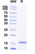 SDS-PAGE for Anti-SARS-CoV-2 S Protein Nanobody (SAA1089)