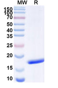 SDS-PAGE for Anti-SARS-CoV-2 S Protein Nanobody (SAA1093)