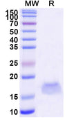 SDS-PAGE for Anti-SARS-CoV-2 S Protein Nanobody (SAA1102)