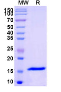 SDS-PAGE for Anti-SARS-CoV-2 S Protein Nanobody (SAA1109)