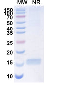 SDS-PAGE for Anti-SARS-CoV-2 S Protein Nanobody (SAA1111)