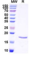 SDS-PAGE for Anti-SARS-CoV-2 S Protein Nanobody (SAA1123)