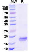 SDS-PAGE for Anti-SARS-CoV-2 S Protein Nanobody (SAA1124)