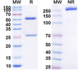 SDS-PAGE for Anti-Influenza B virus/Flu-B virus Monoclonal Antibody (1A261)