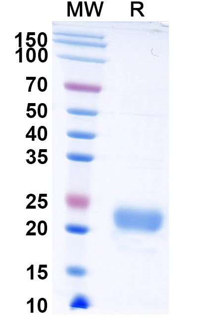 Recombinant Monkeypox virus/MPXV C15L Protein, C-His