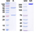 SDS-PAGE for Anti-EBV/HHV-4 LMP1/BNLF1 Antibody (G5)
