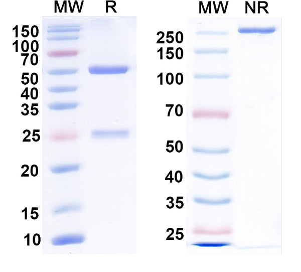 SDS-PAGE for Anti-EBV/HHV-4 LMP1/BNLF1 Antibody (H3).