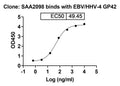 Detects EBV/HHV-4 GP42(VK491011) in indirect ELISAs.