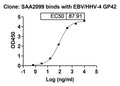 Detects EBV/HHV-4 GP42(VK491011) in indirect ELISAs.