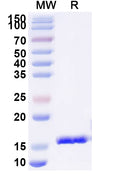 SDS-PAGE for Anti-HIV1 Gag polyprotein Nanobody (SAA0890)