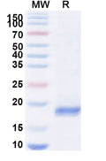 SDS-PAGE for Anti-HIV1 Gag polyprotein Nanobody (SAA0891)
