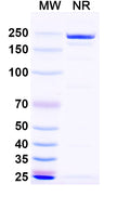 SDS-PAGE for InVivoMAb Anti-Influenza A virus Neuraminidase/NA Antibody (1G01).