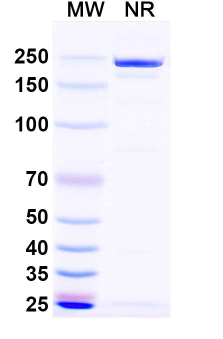 SDS-PAGE for InVivoMAb Anti-Influenza A virus Neuraminidase/NA Antibody (1G01).