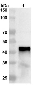 Western blot analysis was performed using anti-Influenza A virus (H7N9) NA/Neuraminidase polyclonal antibody at 1ug/mL on recombinant Influenza A virus (H7N9) NA/Neuraminidase (Catalog No. VK496012).