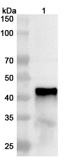 Western blot analysis was performed using anti-Influenza A virus (H7N9) NA/Neuraminidase polyclonal antibody at 1ug/mL on recombinant Influenza A virus (H7N9) NA/Neuraminidase (Catalog No. VK496012).