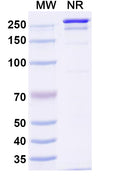 SDS-PAGE for InVivoMAb Anti-Influenza A virus Neuraminidase/NA Antibody (1G04).