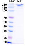 SDS-PAGE for Anti-Influenza A virus Neuraminidase/NA Antibody (NA-63).