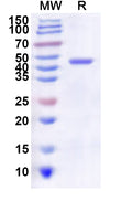 Recombinant Influenza A virus (H3N2) NA/Neuraminidase Protein, N-His
