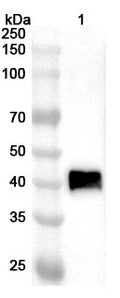 Western blot analysis was performed using anti-NA-H3N8 polyclonal antibody at 1ug/mL on various samples.
Lane 1: recombinant Influenza A virus (H3N8) NA/Neuraminidase (Catalog No: VK496082)