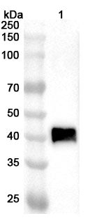 Western blot analysis was performed using anti-NA-H3N8 polyclonal antibody at 1ug/mL on various samples.
Lane 1: recombinant Influenza A virus (H3N8) NA/Neuraminidase (Catalog No: VK496082)