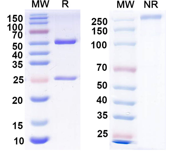 SDS-PAGE for Anti-FMDV Capsid protein VP1 Antibody (4C4).