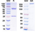 SDS-PAGE for Anti-FMDV Capsid protein VP1 Antibody (4A2).
