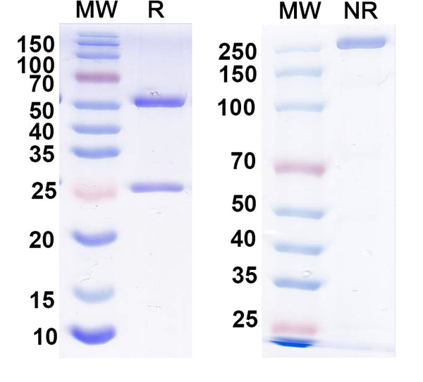 SDS-PAGE for Anti-FMDV Capsid protein VP1 Antibody (4A2).