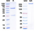 SDS-PAGE for Anti-FMDV Genome polyprotein Antibody (3B3A5)
