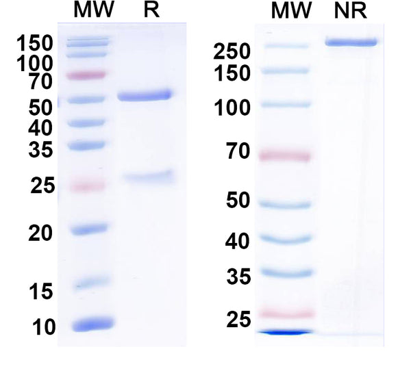 SDS-PAGE for Anti-FMDV Genome polyprotein Antibody (3B3A5)