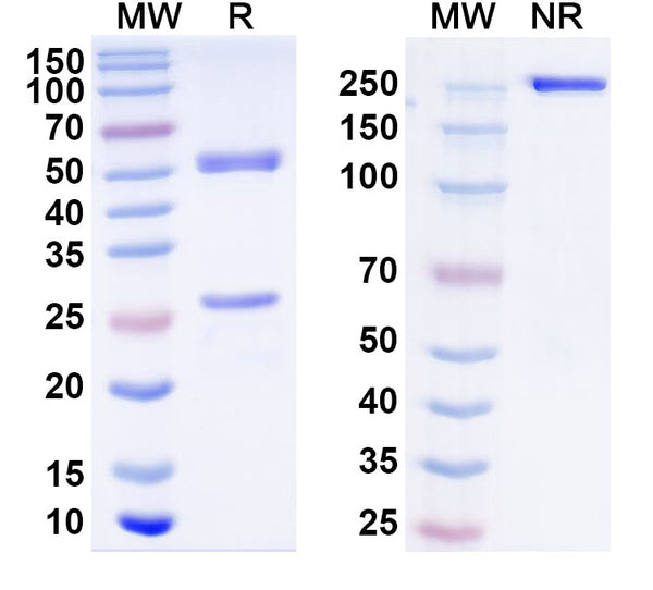 SDS-PAGE for Anti-ASFV E184R Antibody (1A007)