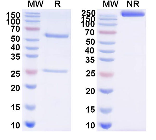 SDS-PAGE for InVivoMAb Anti-Influenza A virus HA/Hemagglutinin Antibody (Iv0146).