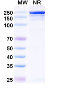 Anti-Influenza A virus HA/Hemagglutinin Reference Antibody (Diridavumab) – Figure 1 of 1