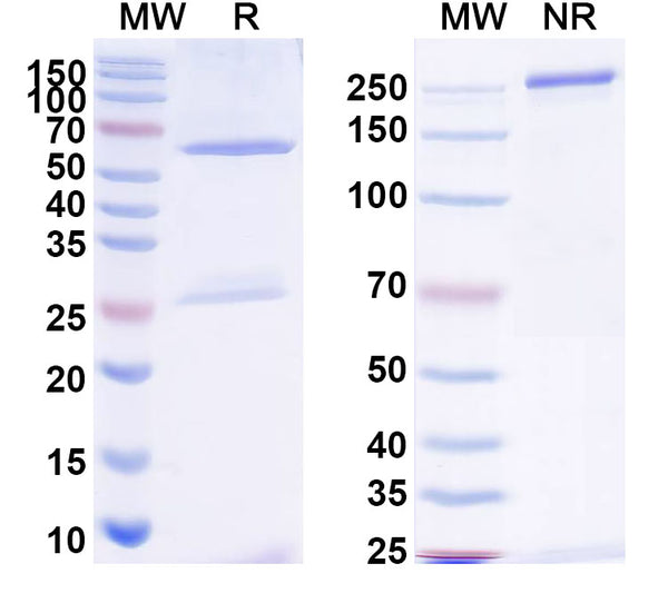 SDS-PAGE for InVivoMAb Anti-Influenza B virus HA/Hemagglutinin Antibody (Iv0147).