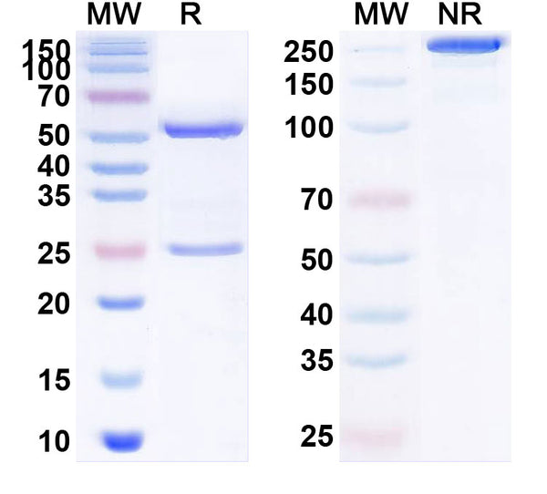 Anti-Influenza A virus HA/Hemagglutinin Reference Antibody (Firivumab) – Figure 1 of 1