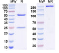 SDS-PAGE for InVivoMAb Anti-Influenza A virus HA/Hemagglutinin Antibody (Iv0148).