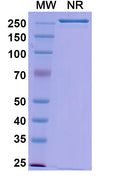 Anti-Influenza A virus HA/Hemagglutinin Reference Antibody (Gedivumab) – Figure 1 of 1