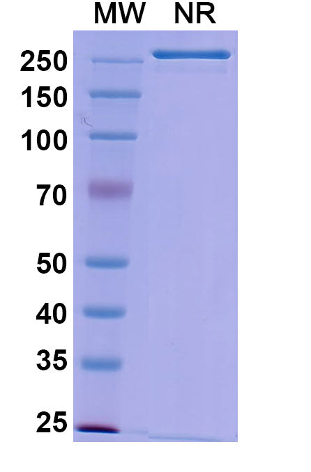 Anti-Influenza A virus HA/Hemagglutinin Reference Antibody (Gedivumab) – Figure 1 of 1