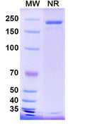 SDS-PAGE for InVivoMAb Anti-Influenza A virus HA/Hemagglutinin Antibody (Iv0150).