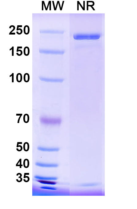 SDS-PAGE for InVivoMAb Anti-Influenza A virus HA/Hemagglutinin Antibody (Iv0150).