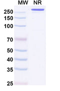 SDS-PAGE for InVivoMAb Anti-Influenza A virus (H3N2) HA/Hemagglutinin Broadly Neutralizing Antibody (F045-092)