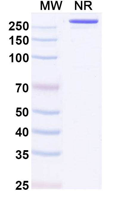SDS-PAGE for InVivoMAb Anti-Influenza A virus (H3N2) HA/Hemagglutinin Broadly Neutralizing Antibody (F045-092)