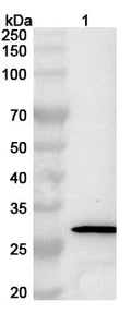 Western blot analysis was performed using anti-H1N1-HA  polyclonal antibody at 1ug/mL on various samples.
Lane 1: recombinant Influenza A virus (H1N1) HA/Hemagglutinin (Catalog No: VK515082)