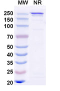 Anti-Influenza A virus HA/Hemagglutinin Reference Antibody (MEDI8852) – Figure 1 of 1