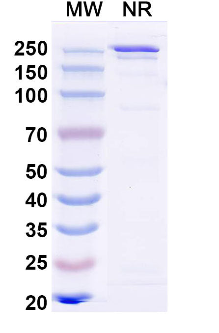 Anti-Influenza A virus HA/Hemagglutinin Reference Antibody (MEDI8852) – Figure 1 of 1