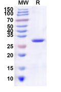 Recombinant Influenza A virus (H3N2) HA/Hemagglutinin Protein, N-His