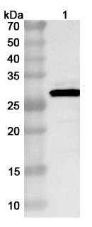 Western blot analysis was performed using anti-HA-H3N2  polyclonal antibody at 1ug/mL on various samples.
Lane 1: recombinant Influenza A virus (H3N2) HA/Hemagglutinin (Catalog No: VK515112)