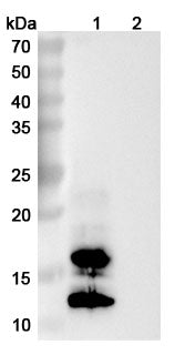 Western blot analysis was performed using anti-A29L monoclonal antibody at 1ug/mL on various samples.
Lane 1: recombinant monkeypox virus A29L  (Catalog No: VK415011)
Lane 2: negative control