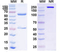 SDS-PAGE for InVivoMAb Anti-Nipah virus/NiV F/Fusion glycoprotein F0 Antibody (2D3).