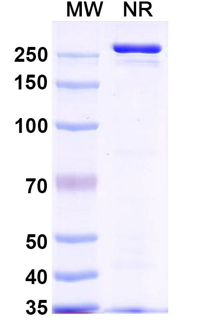 SDS-PAGE for InVivoMAb Anti-Nipah virus/NiV Prefusion Protein Antibody (2B12).